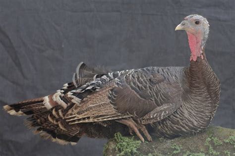 The Appearance Of A Beautiful And Elegant Adult Female Turkey Stock