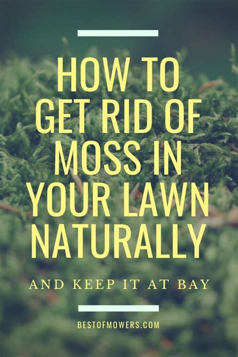 How To Get Rid Of Moss In Your Lawn Naturally Artofit