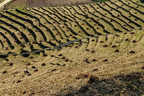 Mountain Step Farming Fields At Remote Village At Morning From Top