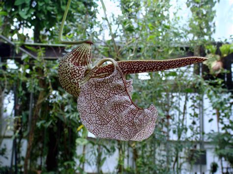 Aristolochia Labiata Willdenow