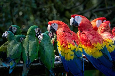 Parrot Colors: Most Common to Rarest - A-Z Animals