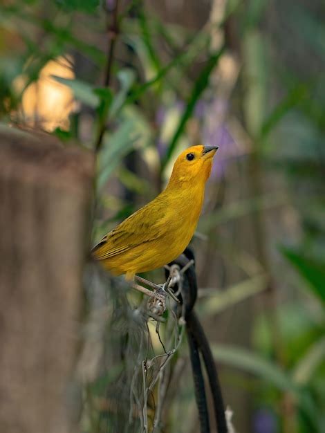 Premium Photo Saffron Finch Bird Of The Species Sicalis Flaveola