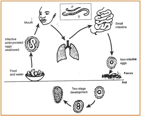 Biologi Gonzaga Ascaris Lumbricoides