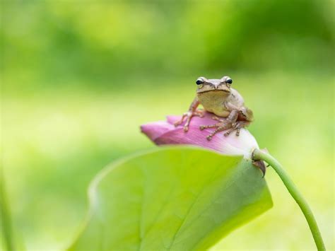 Download Amphibian Lotus Greenery Macro Flower Animal Frog Hd Wallpaper