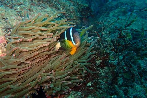 江ノ浦の海で潜ってきました世田谷発で冬の海を楽しむ ダイビングスクール ブルーアース21世田谷