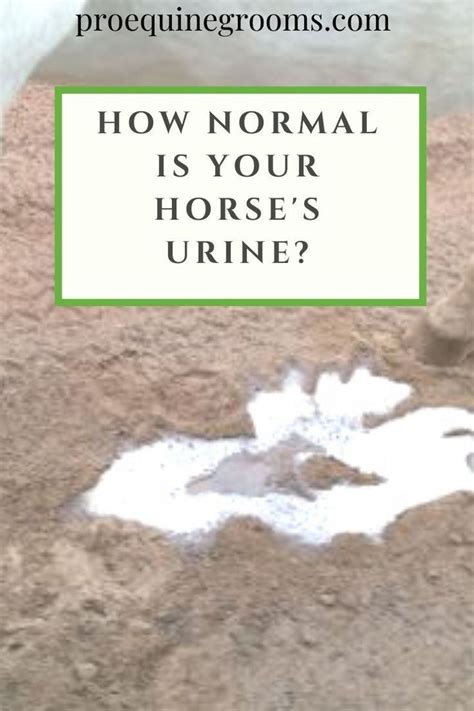 What Does Normal Horse Urine Look Like Horse Health Horses Urinal