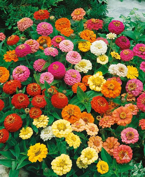Zinnia Thumbelina (Zinnia elegans) | Applewood Seed Company