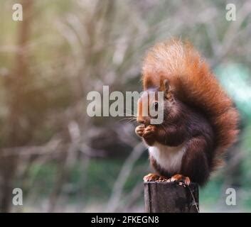 Squirrel Looking For An Acorn Stock Photo Alamy