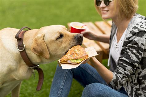 Low Carb Dog Food | are carbs bad for your dog? - SmartPet