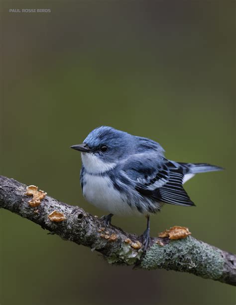 Cerulean W Male Paulrossibirds