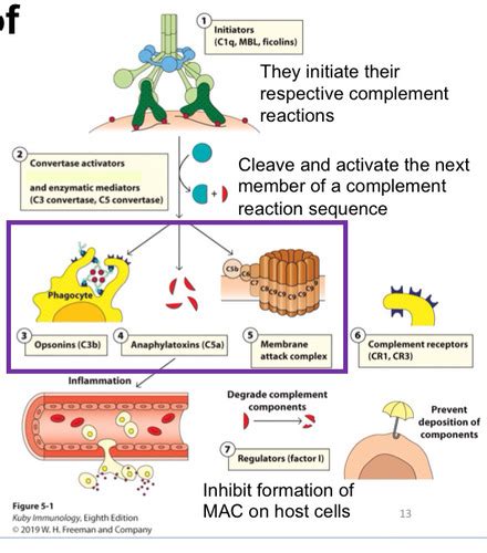 Lecture 5 Complement System Flashcards Quizlet