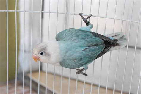 Lovebird Fischeri Opaline Mutation Gallery