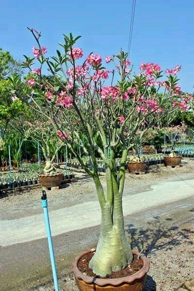 Jual Benih Adenium Arabicum Yak Sing Bu Ri Di Lapak Agrobenih Bukalapak