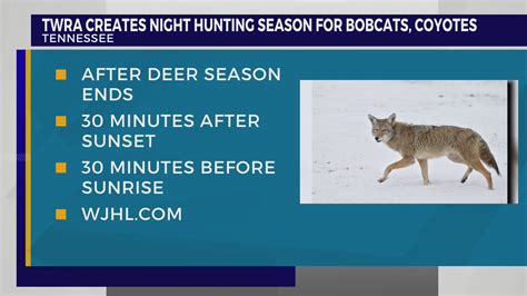 Tennessee wildlife officials create night hunting season for bobcats ...