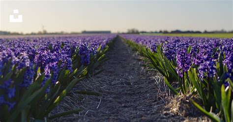 Lavender flower field photo – Free Grey Image on Unsplash