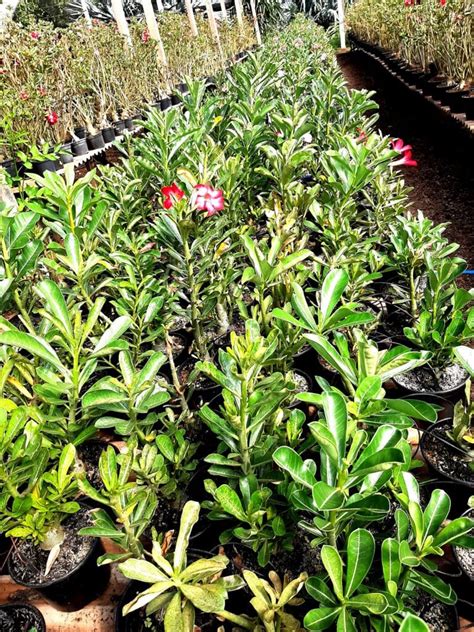 KIT mix de 2 plantas simples dobradas sem identificação Adenium