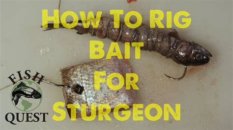 How To Rig Bait For Sturgeon YouTube