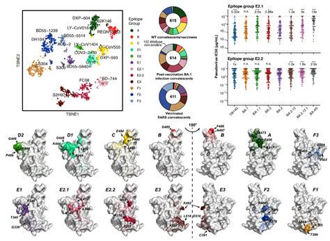 Nature Joint Effort By Top Research Institutions From China Deciphers Humoral Immune Evasion