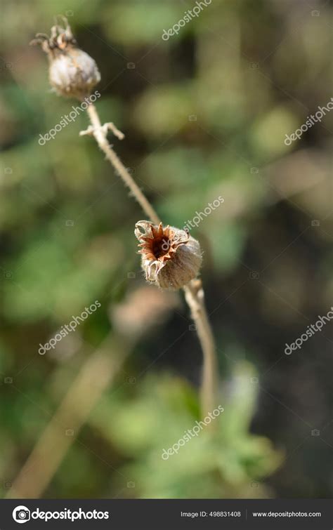 White Campion Seed Pod Latin Name Silene Latifolia Subsp Alba Stock