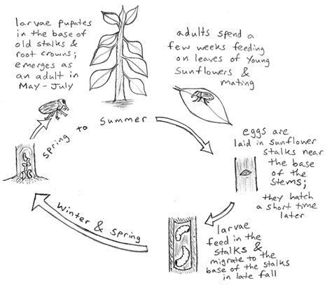 The Life Cycle of a Sunflower Stem Weevil – awkward botany