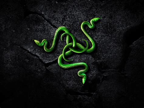 Wallpaper Green snake, rocks 2560x1440 QHD Picture, Image