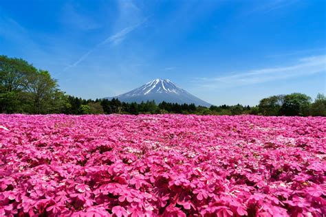 Fuji Shibazakura 2018 in Japan - Dates & Map