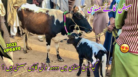 Dairy Cow Mandi Saifan Peshawar Updates Winter Mein Doodh