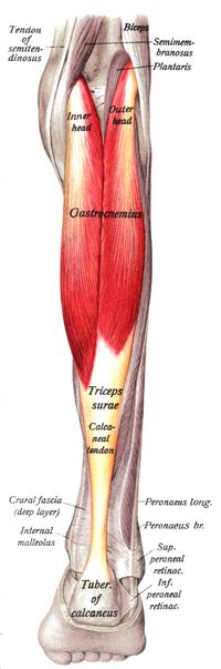 Gastrocnemius muscle - Wikipedia