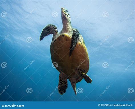 Hawksbill Sea Turtle Swimming Underwater From Beneath Stock Photo