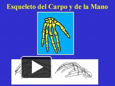 Ppt Esqueleto Del Carpo Y De La Mano Powerpoint Presentation Free