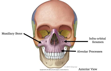 Foramen infraorbitale || Med-koM