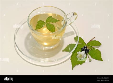 Bramble Rubus Fruticosus A Cup Of Tea With Flower Leaf And Bramble