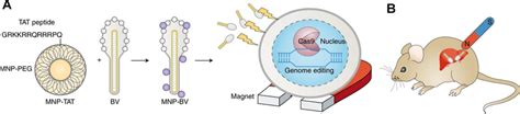 Magnetic Responsive Crispr Cas9 Delivery Nanoformulations A Mnps Download Scientific Diagram