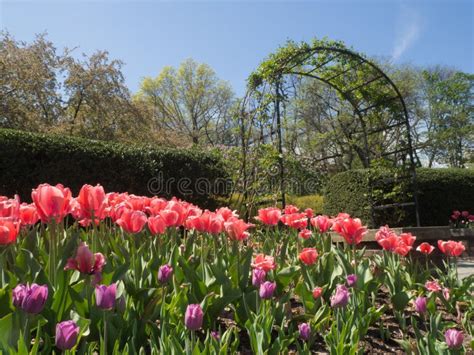 Pink and Purple Tulips in the Garden Stock Photo - Image of gardens ...