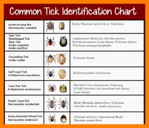 Common Tick Identification Chart - Fleaseason.com : Fleaseason.com