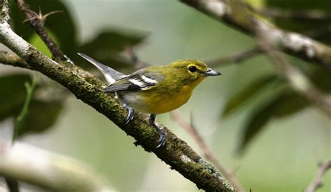 Yellow-throated Vireo