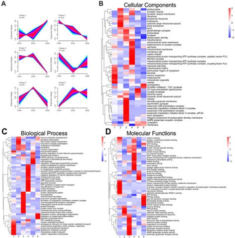 Ijms Free Full Text Proteomic Analysis Reveals That Mitochondria