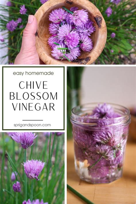 Easy Chive Blossom Vinegar Recipe A Quick How To Recipe In 2024