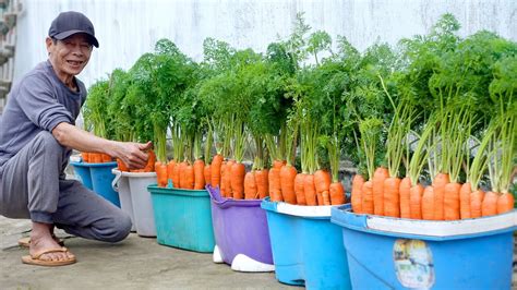 How To Grow Carrots At Home Very Simple Every Season Has Clean Carrots