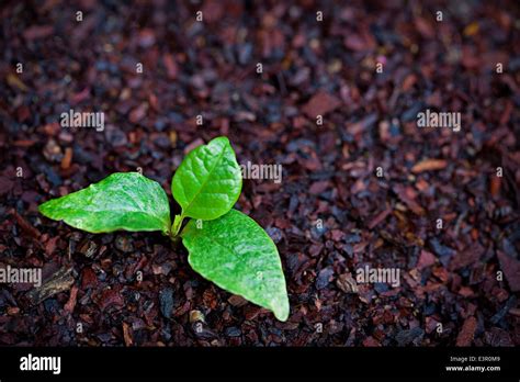 Young Magnolia tree seedling Stock Photo - Alamy