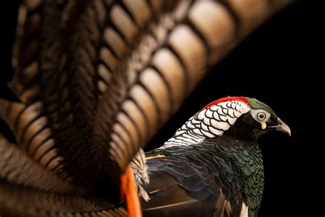 The Photo Ark Gallery Joel Sartore