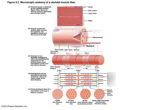 Skeletal Muscle Fiber Diagram Quizlet