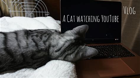 Youtubeをみる猫a Cat Watching Youtubecatvlog Youtube