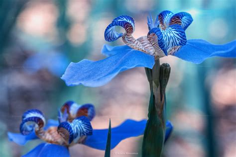 Blue Orchid on Behance