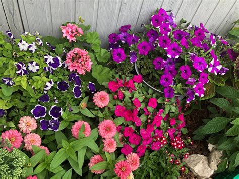 Высокие однолетние цветы - фото и картинки: 53 штук