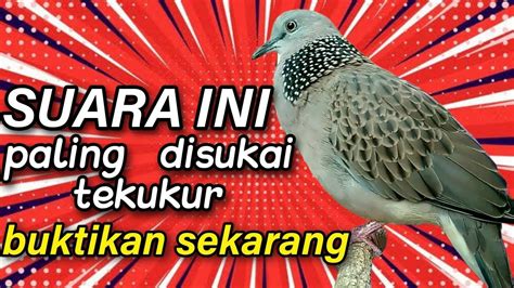 Tekukur Super Gacor Suara Ini Paling Di Sukai Semua Burung YouTube