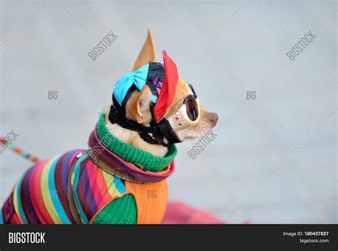 Funny Chihuahua Image & Photo (Free Trial) | Bigstock