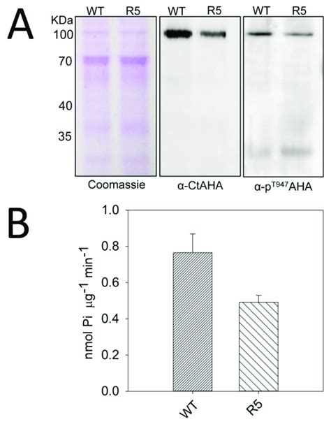 The Sbt4 13 1D Mutant Contains Less PMA A Western Immuno Blot