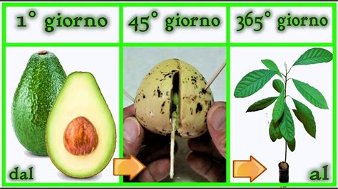 TIME LAPSE Crescita AVOCADO 0 365 Gg Da Seme Step By Step Aguacate