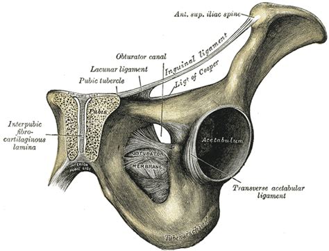 Osteitis Pubis Physiopedia